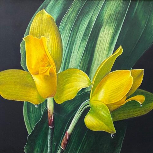 Yellow Orchids