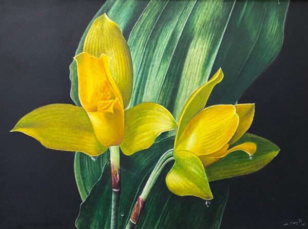 WhatsApp Image 2025-01-19 at 11.24.32 AM Yellow Orchids