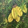 FR01 Golden Star Fruits